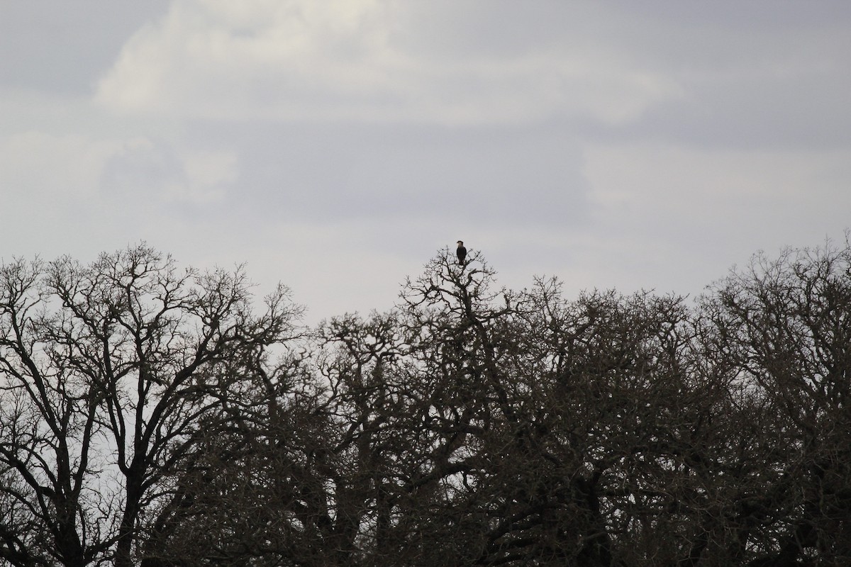 ミナミカラカラ - ML647807050