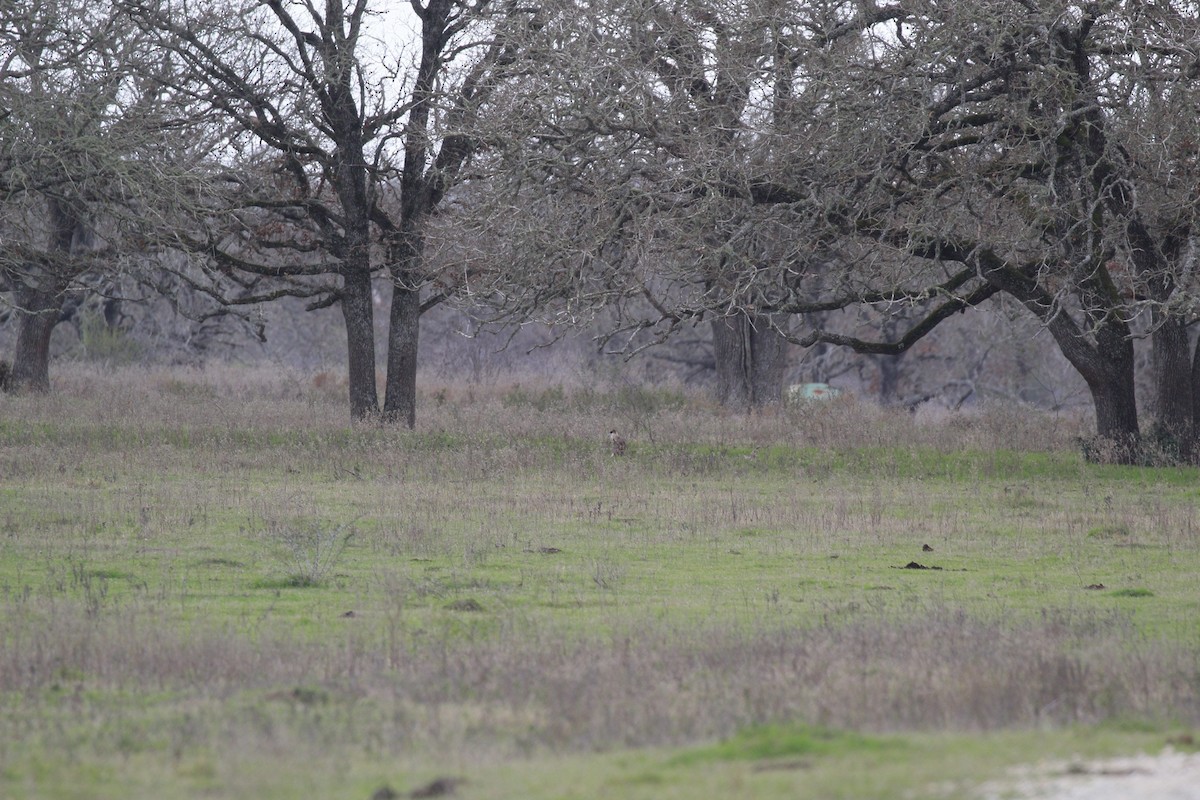 ミナミカラカラ - ML647807051