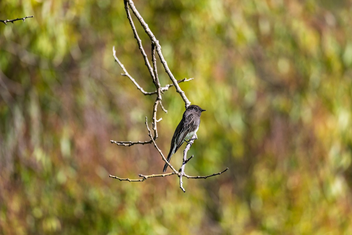 クロツキヒメハエトリ - ML647807053