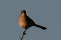 マネシツグミ - ML647807055