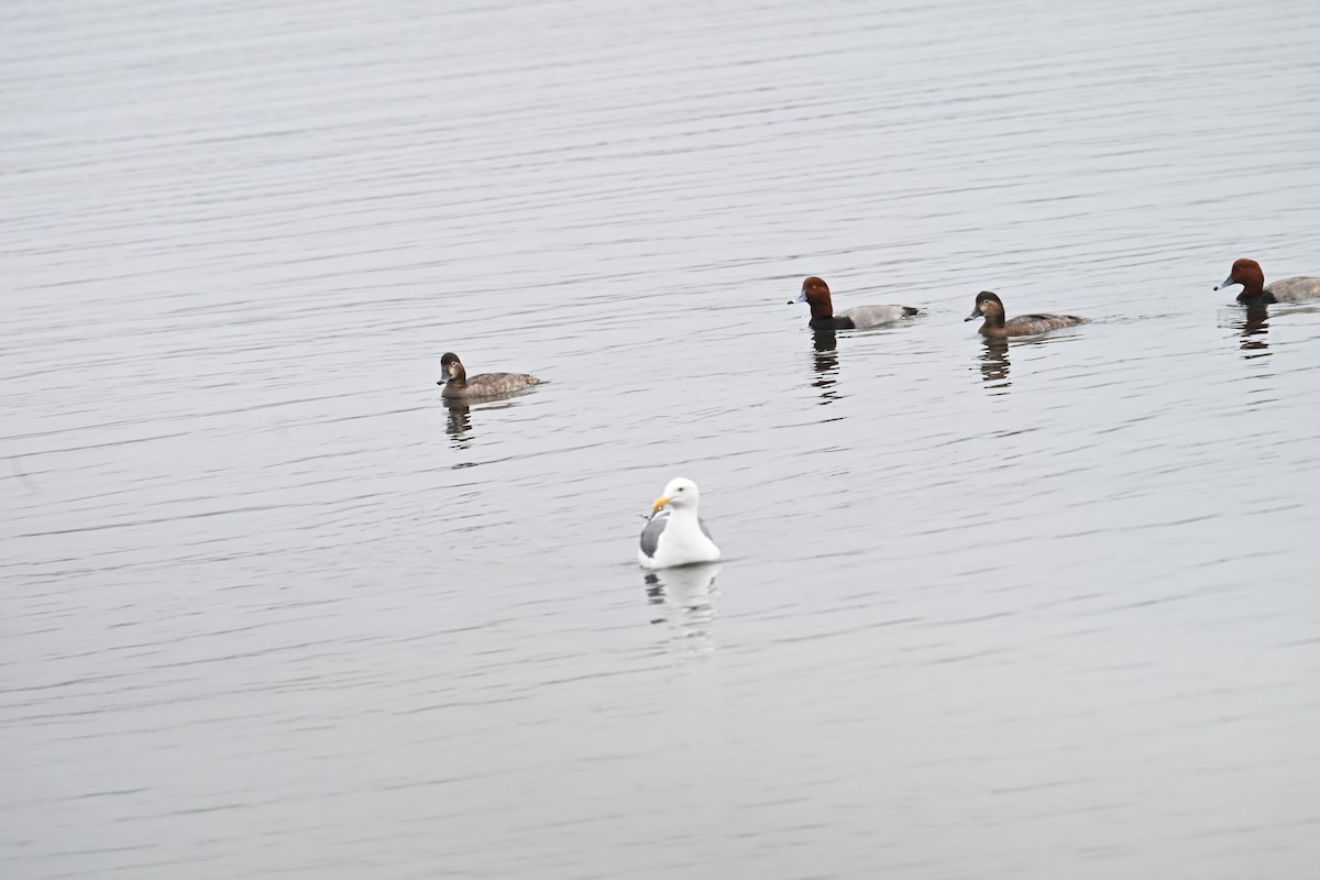 アメリカオオセグロカモメ - ML647807057