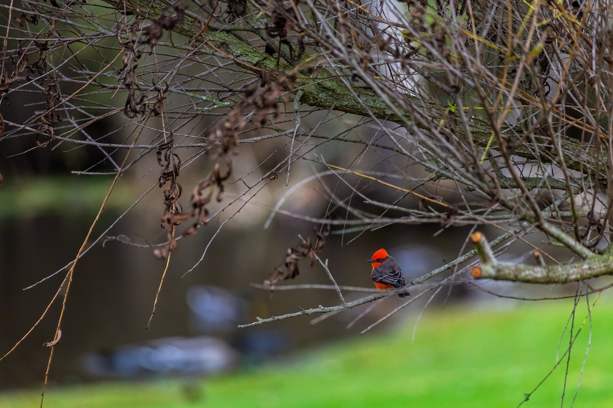 ベニタイランチョウ - ML647807058