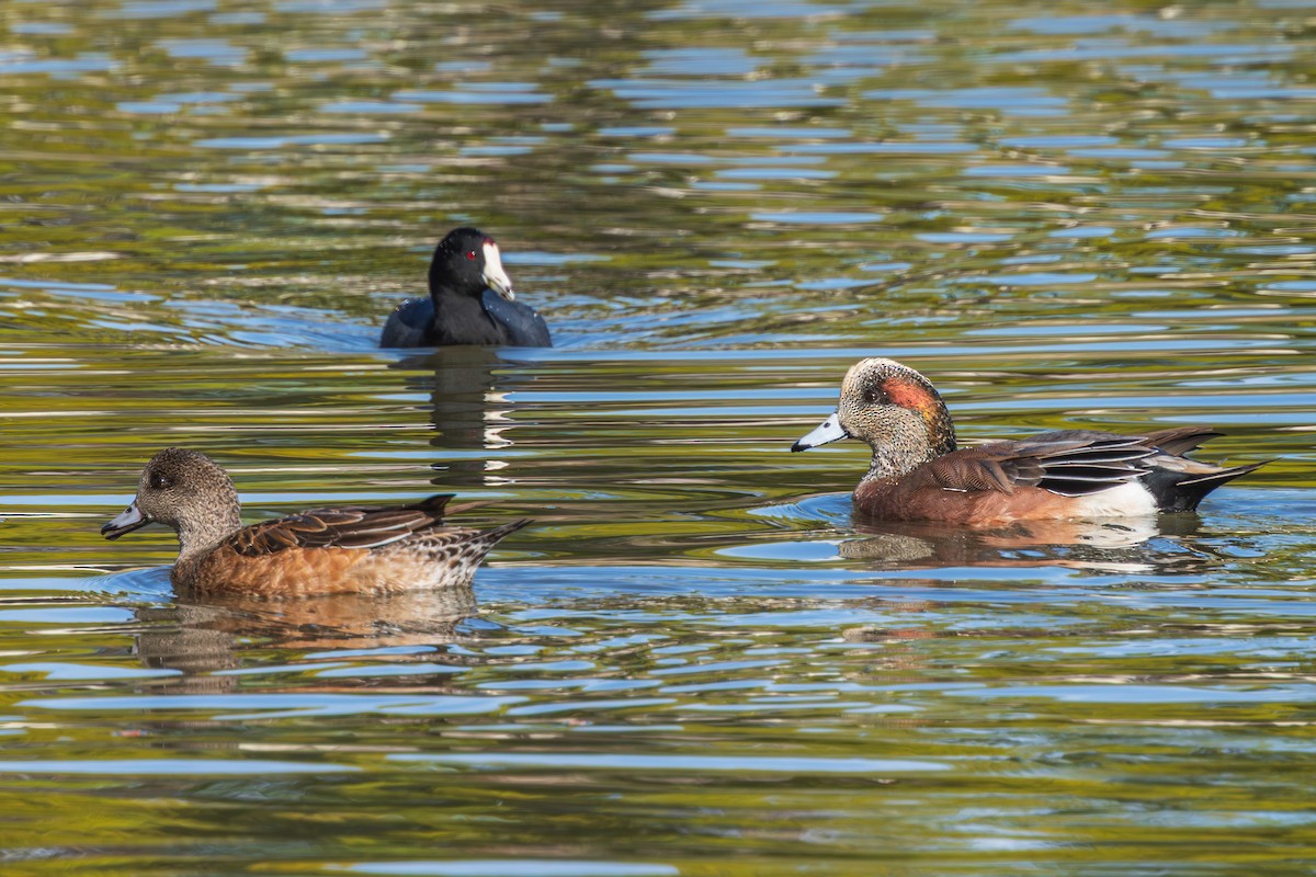 アメリカヒドリ - ML647807059
