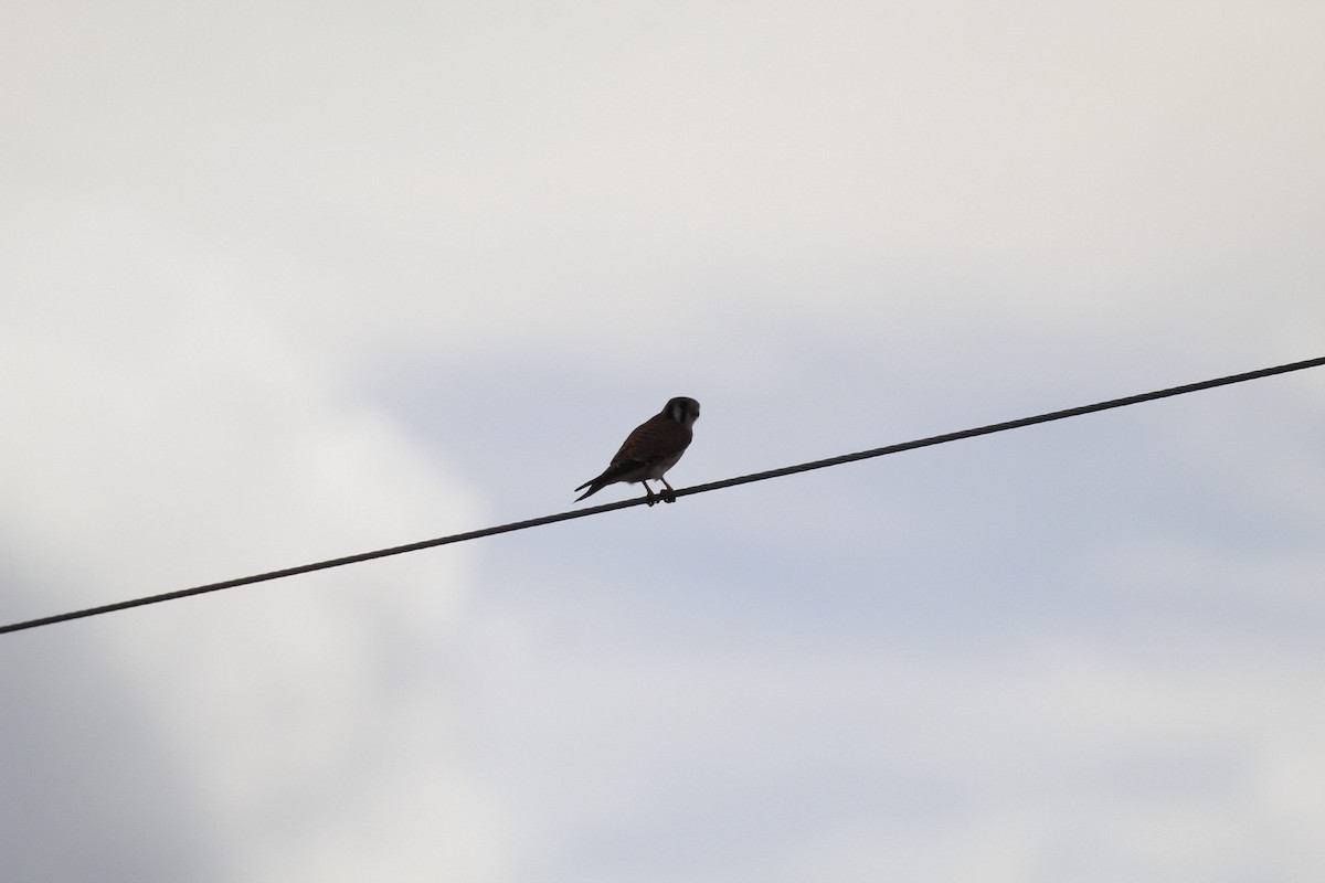 アメリカチョウゲンボウ - ML647807060