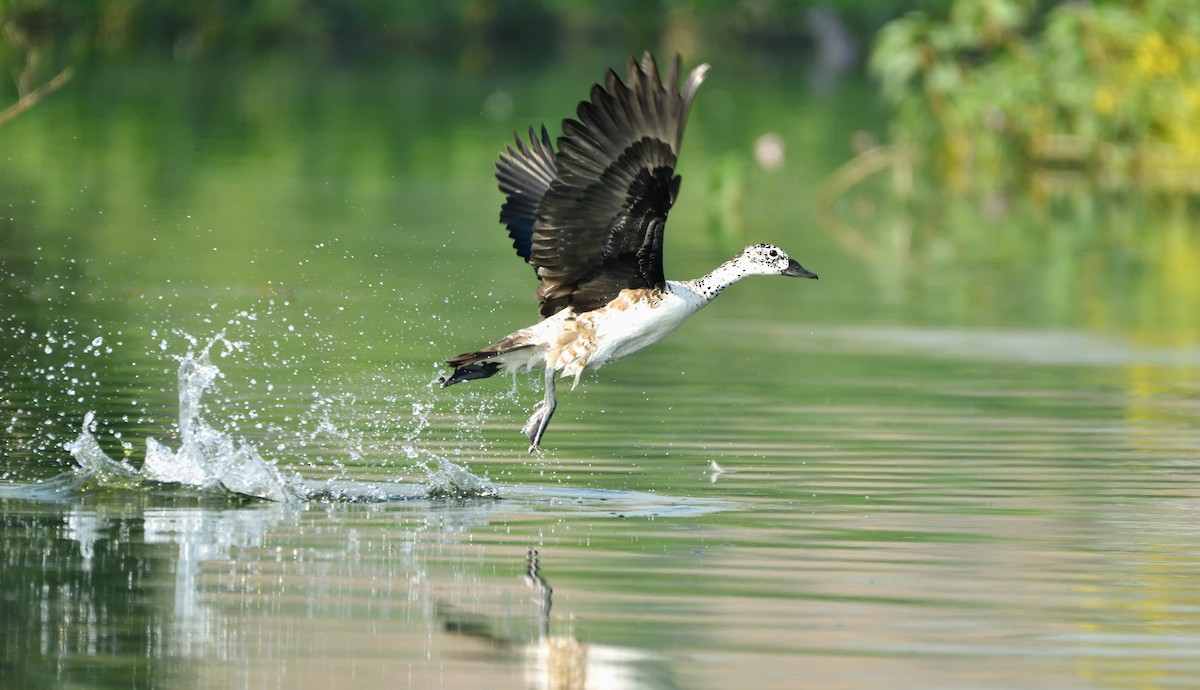 コブガモ - ML647807061