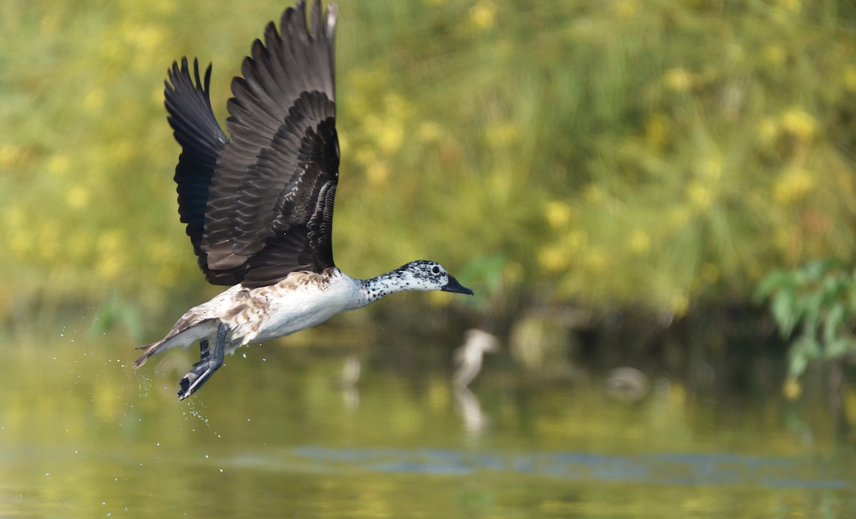 コブガモ - ML647807062