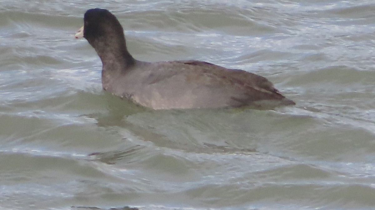 アメリカオオバン - ML647807063