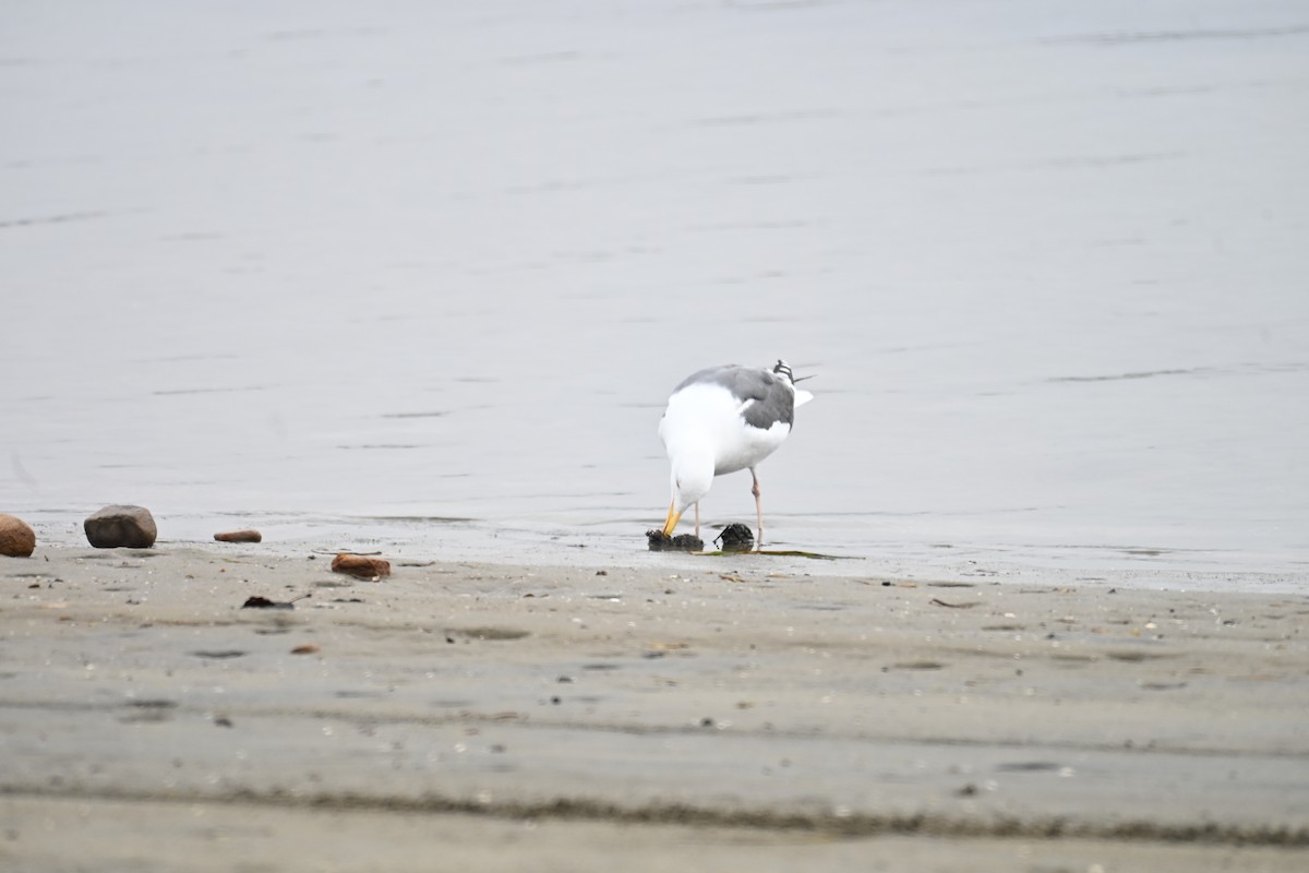 アメリカオオセグロカモメ - ML647807065