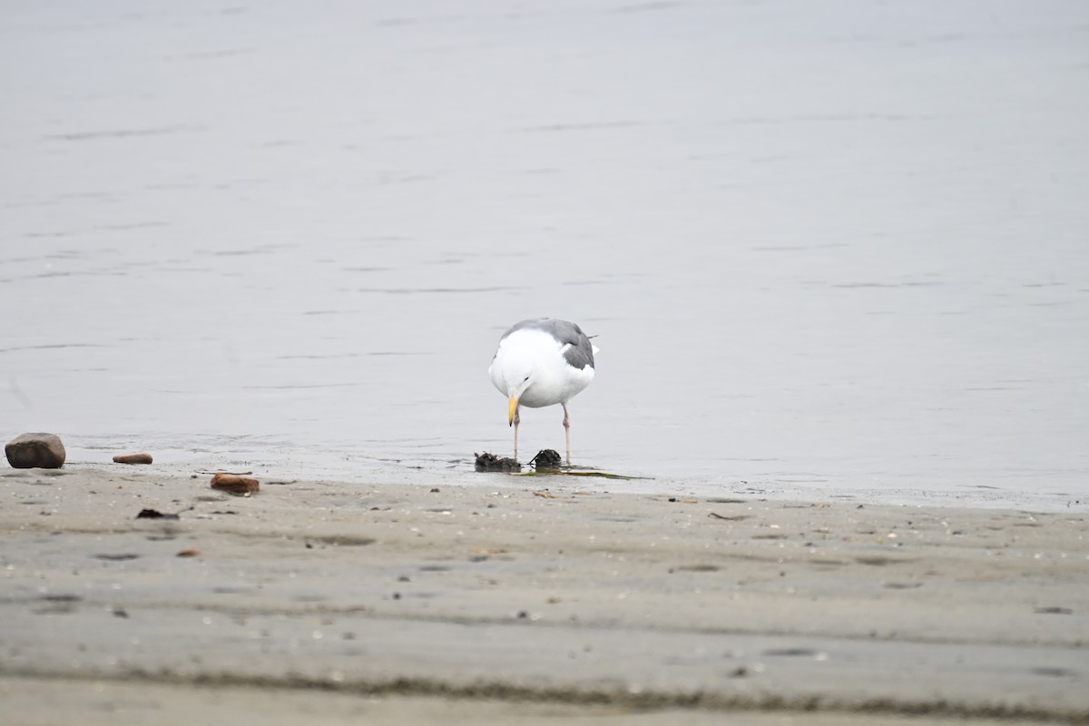 アメリカオオセグロカモメ - ML647807066