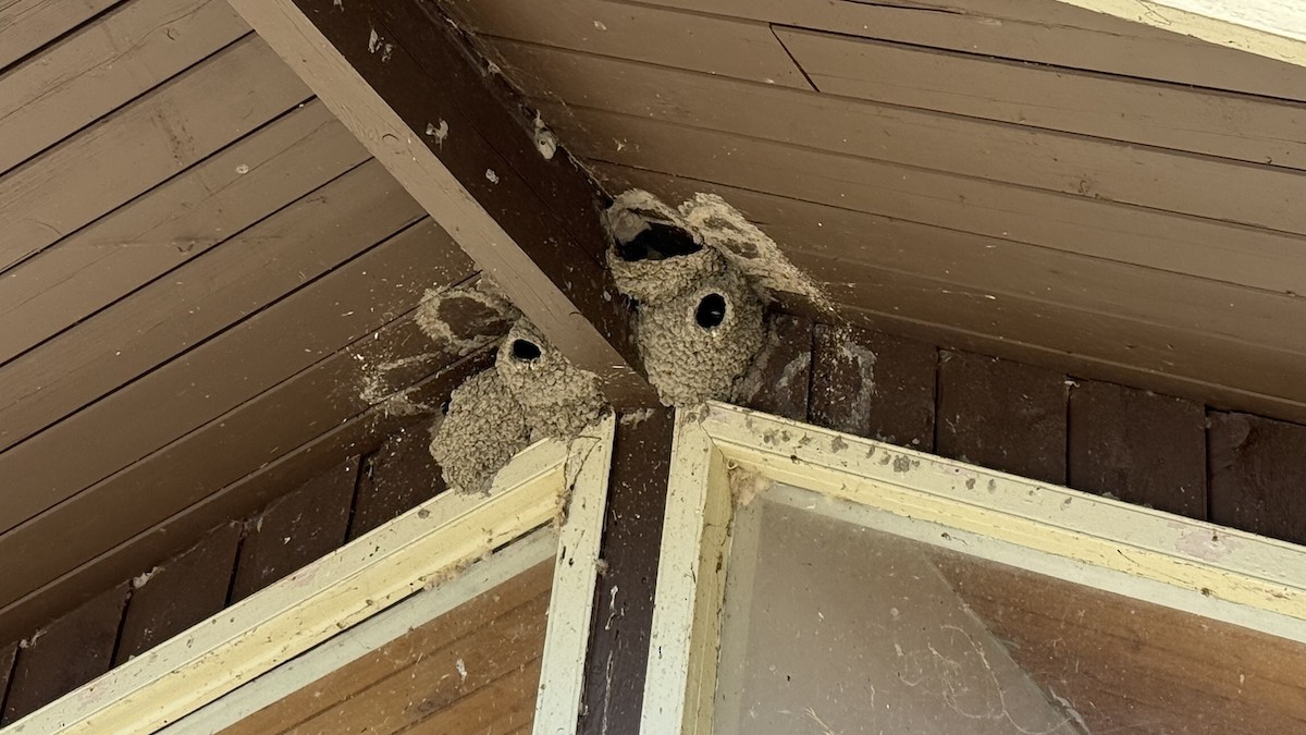 サンショクツバメ - ML647807067