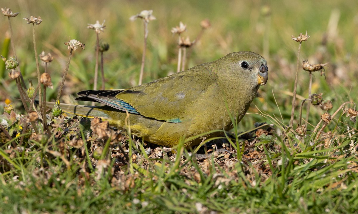 イワクサインコ - ML647807071