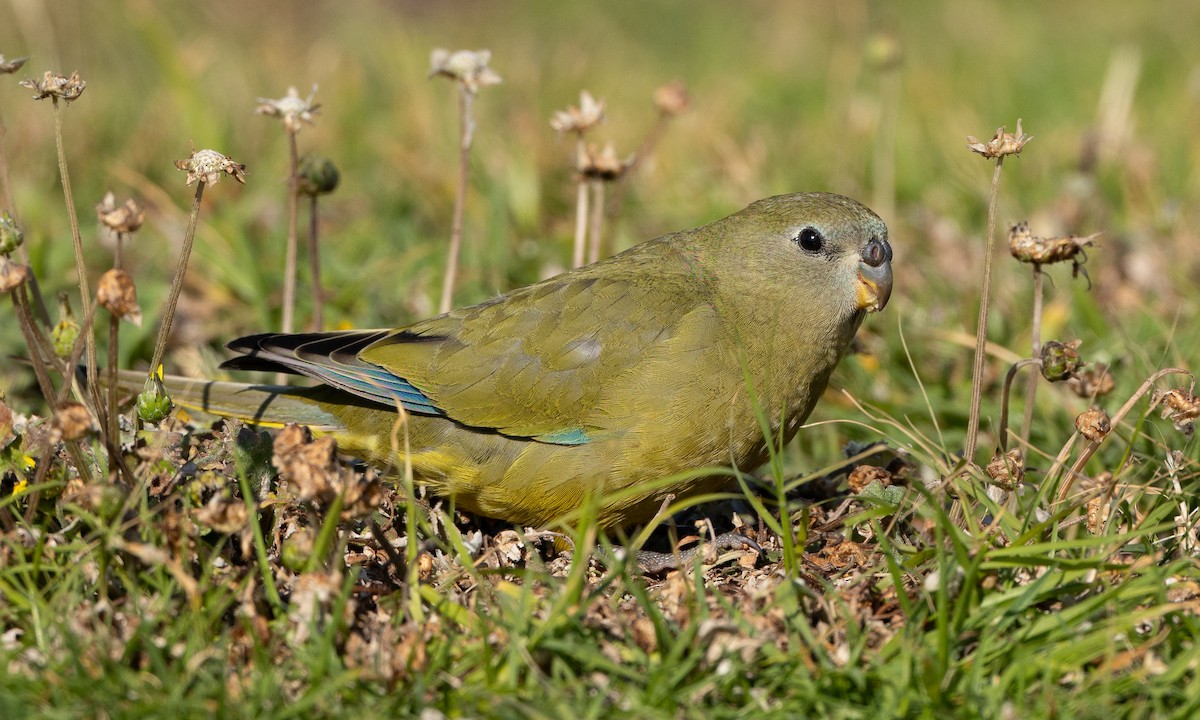 イワクサインコ - ML647807072