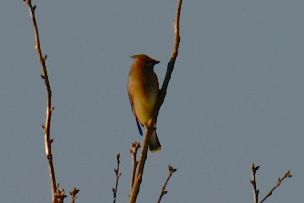 ヒメレンジャク - ML647807074