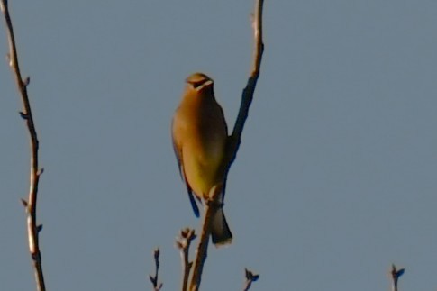 ヒメレンジャク - ML647807075