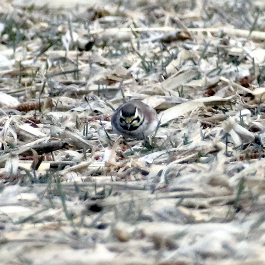 Alondra Cornuda - ML647807078