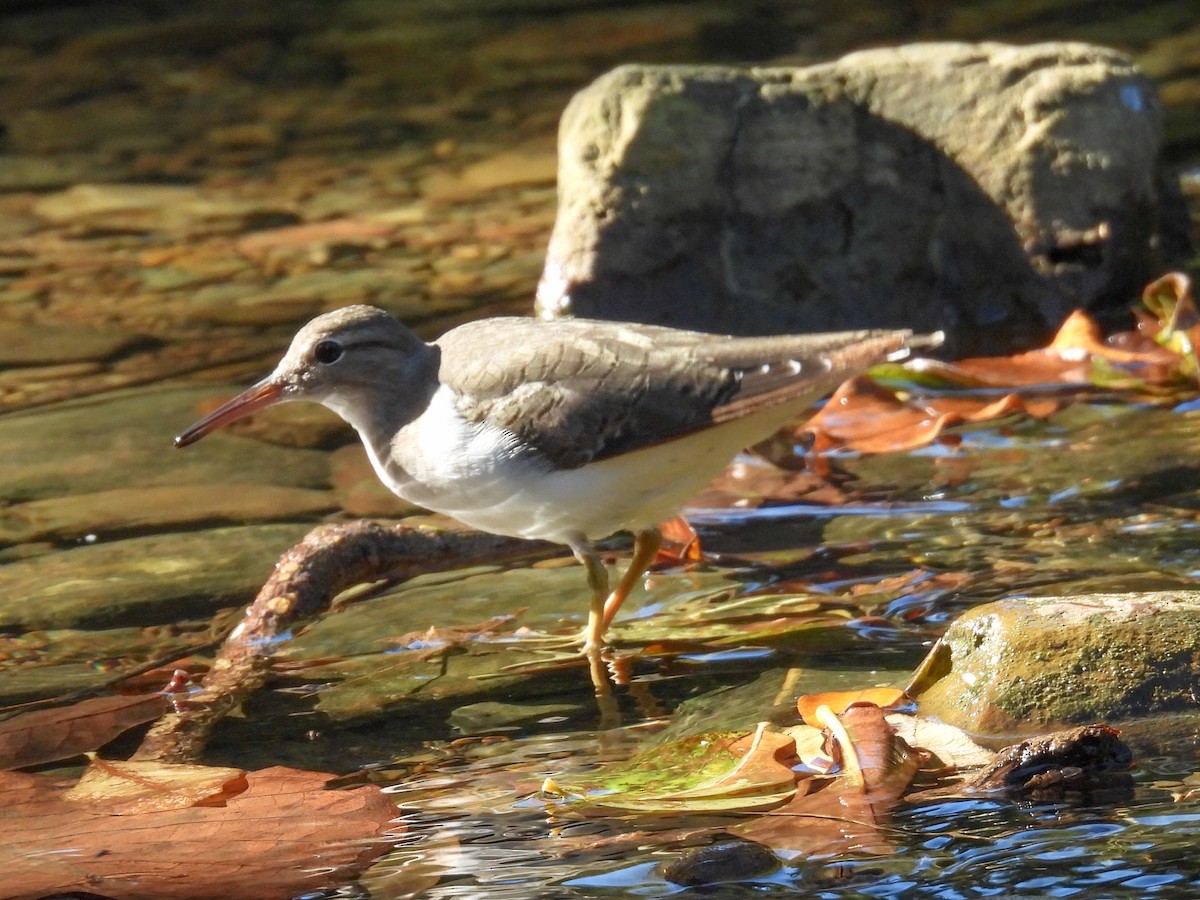 アメリカイソシギ - ML647807080