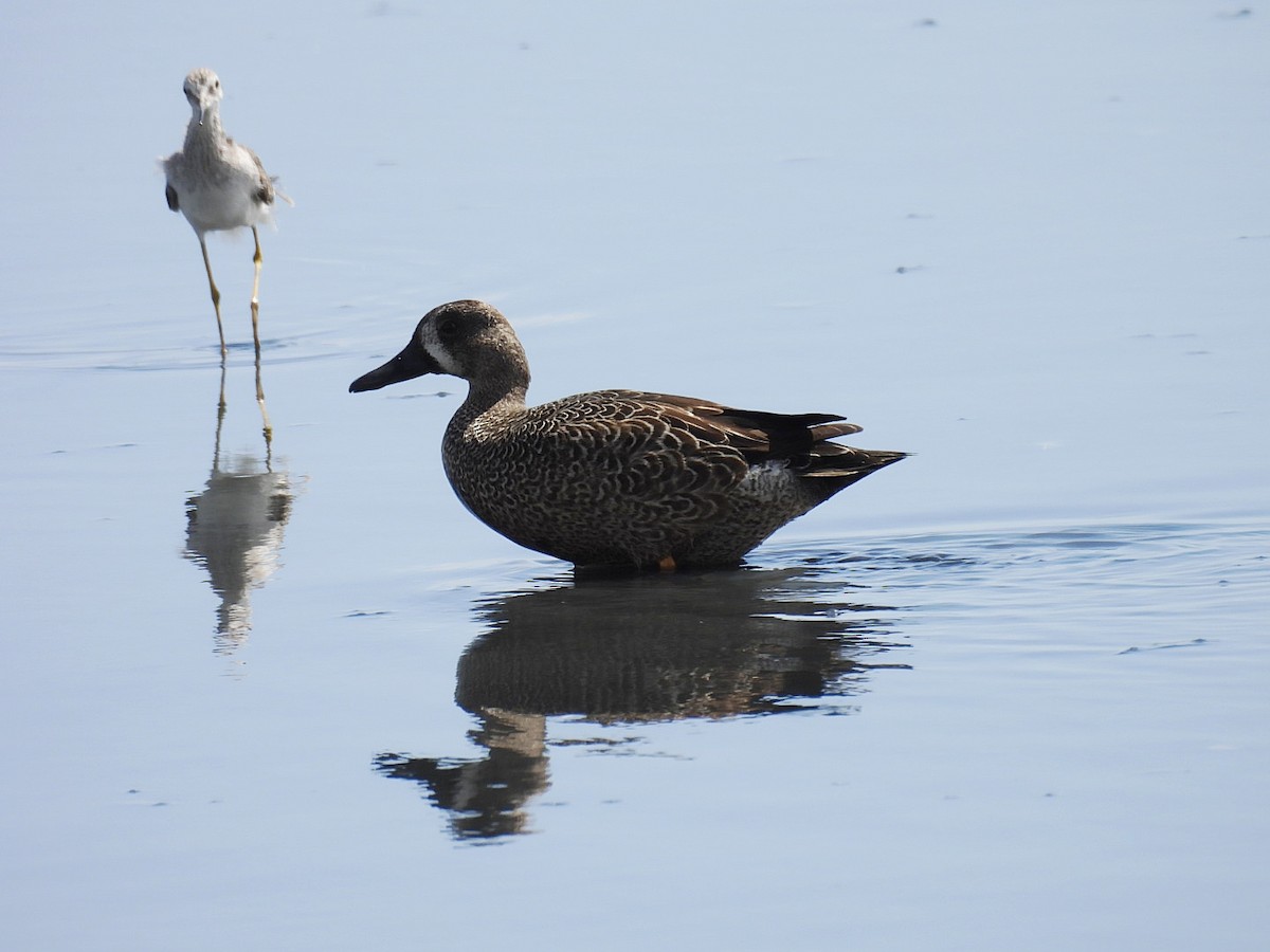 Blue-winged Teal - ML647807092
