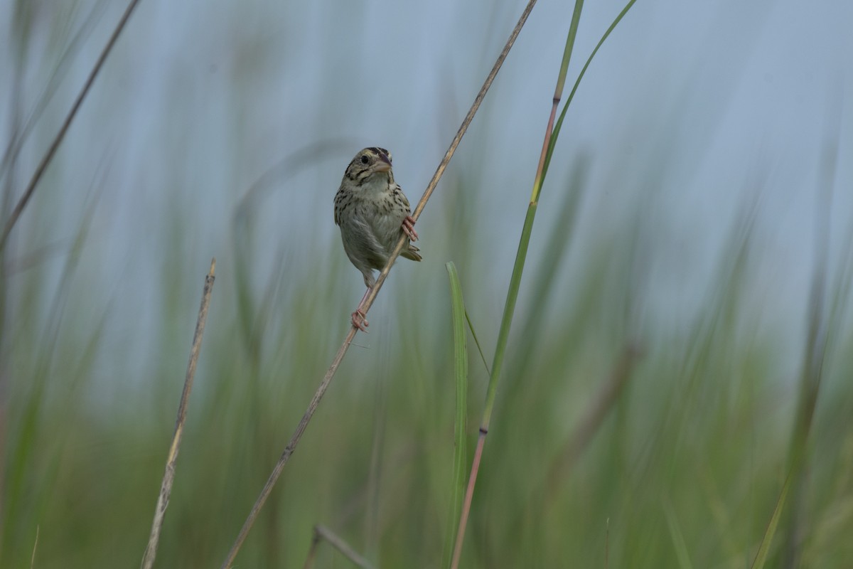 Багновець рудокрилий - ML647807095