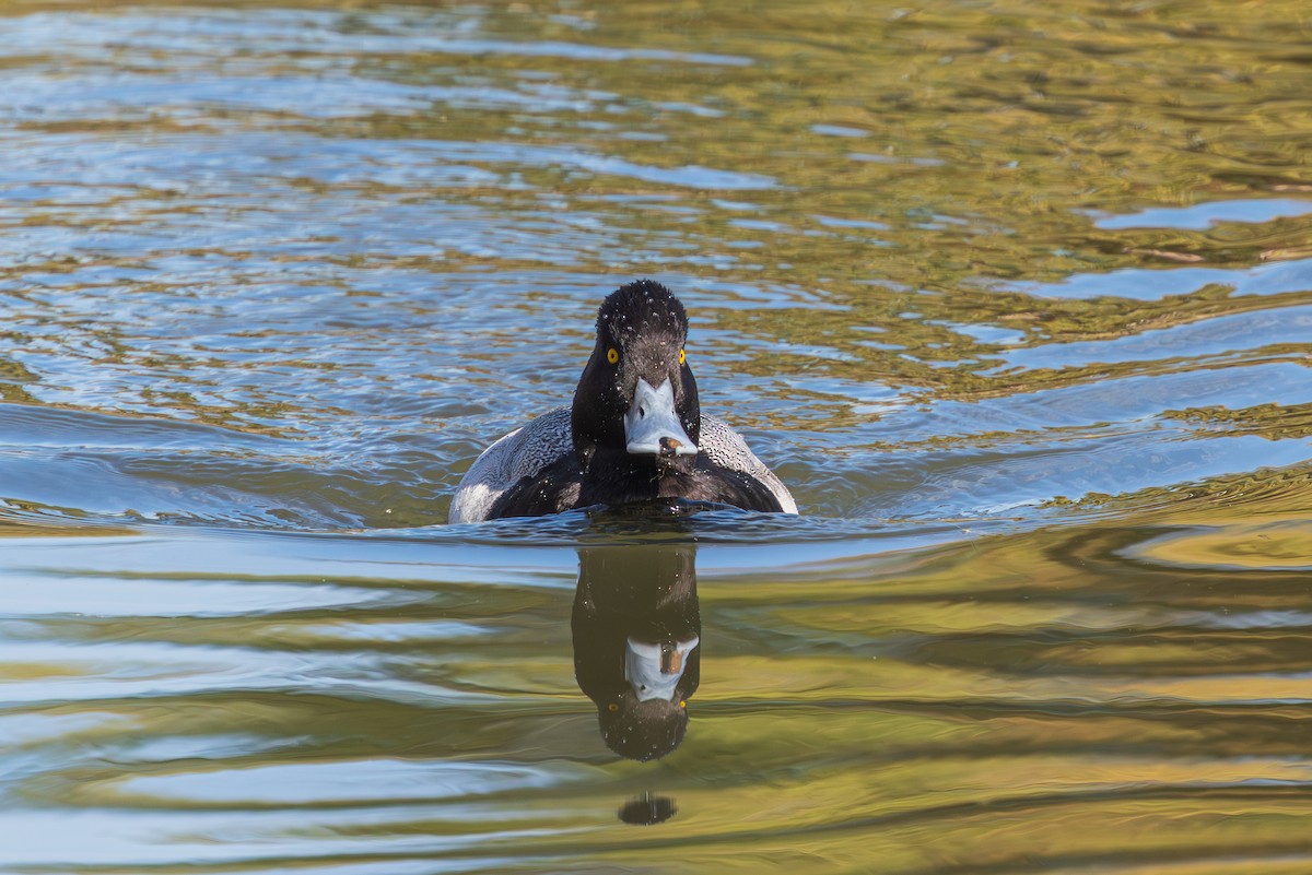 Lesser Scaup - ML647807107
