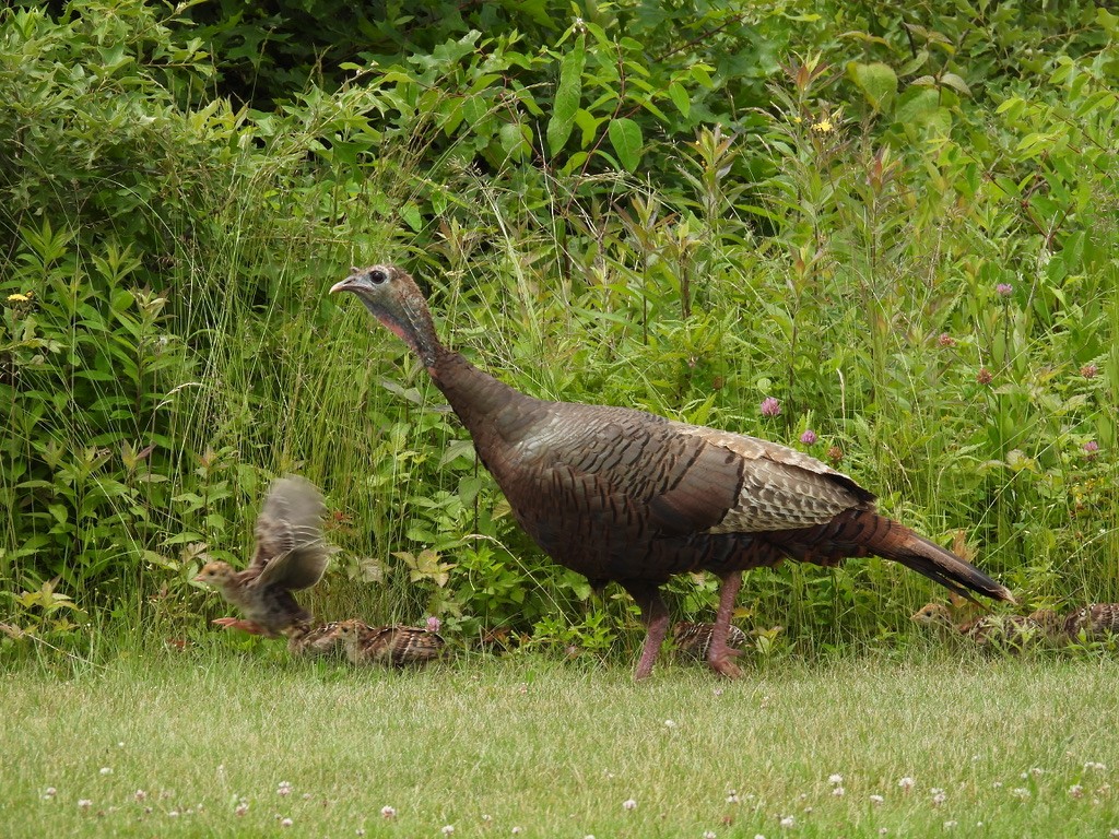 Wild Turkey - ML647807108