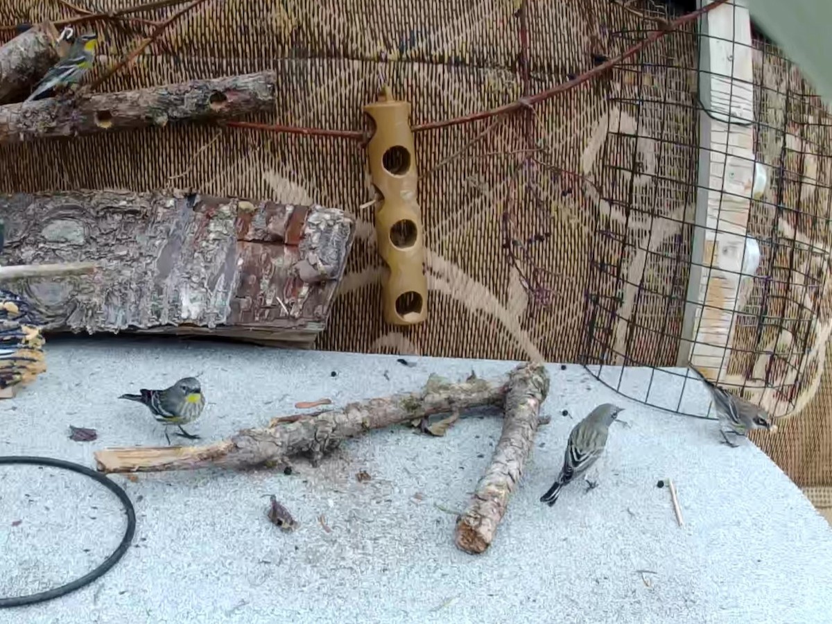 Yellow-rumped Warbler - ML647807109