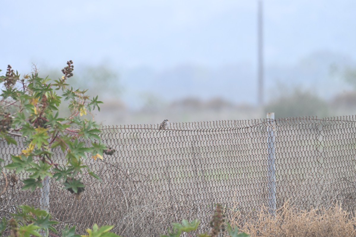 Porsuk Serçesi - ML647807110