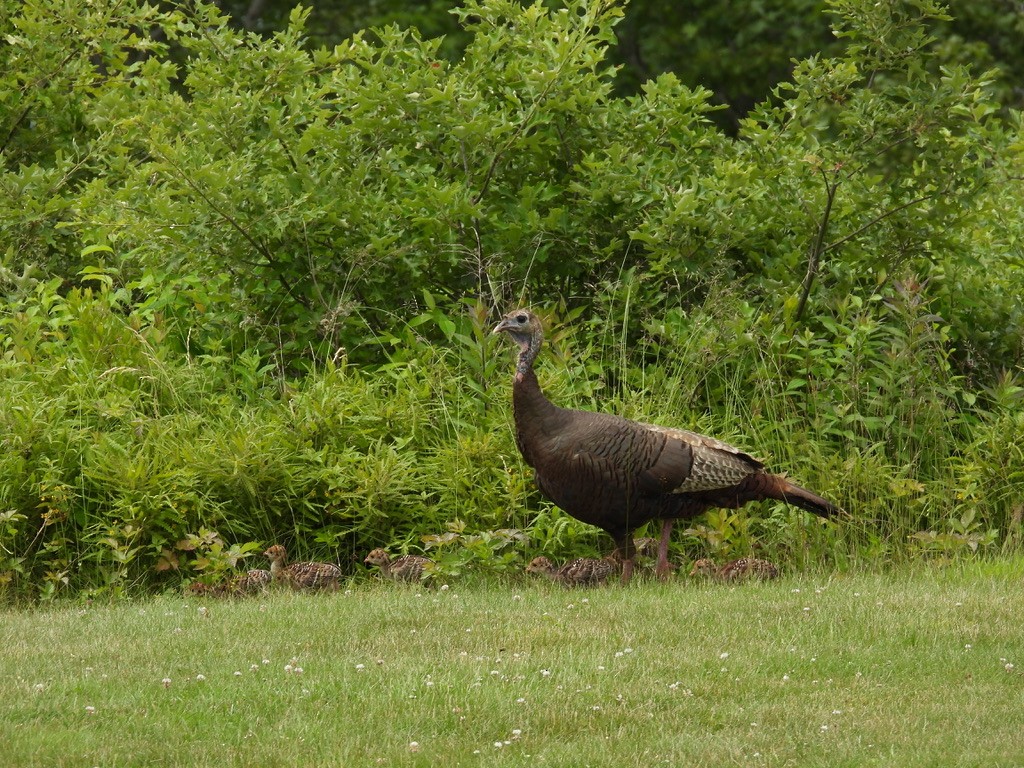Wild Turkey - ML647807113