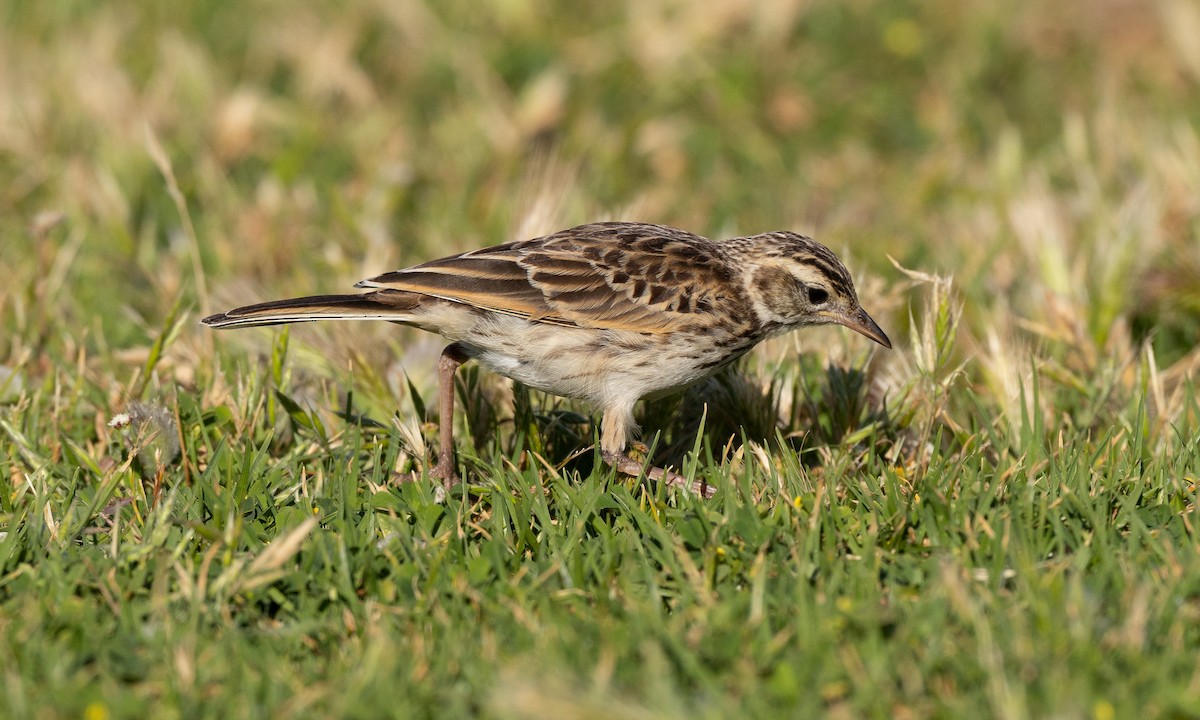 Australian Pipit - ML647807120