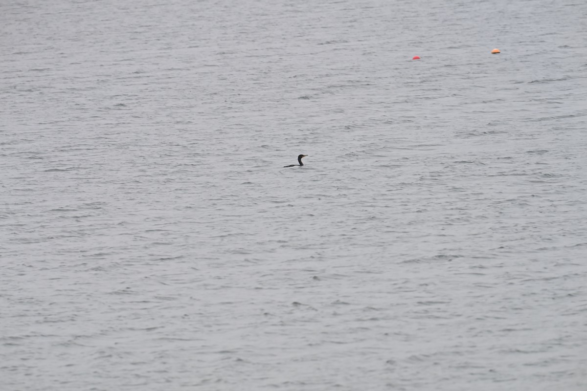 Double-crested Cormorant - ML647807123