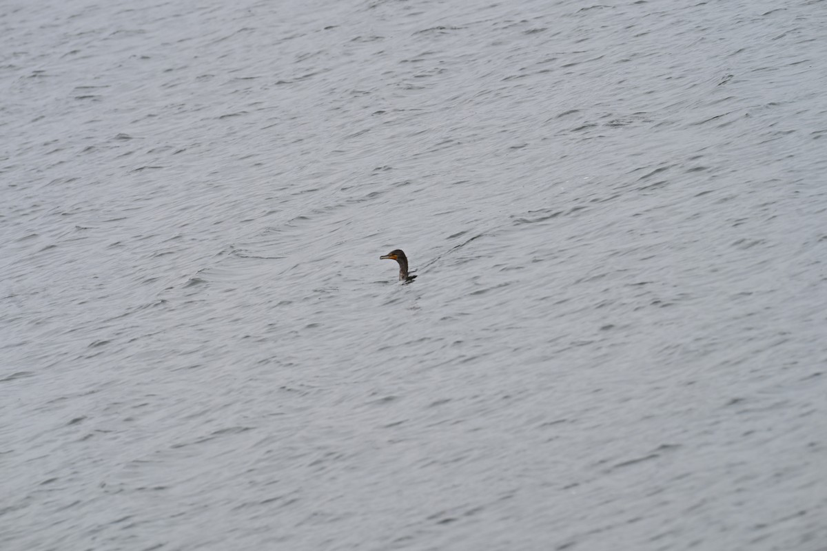 Double-crested Cormorant - ML647807126