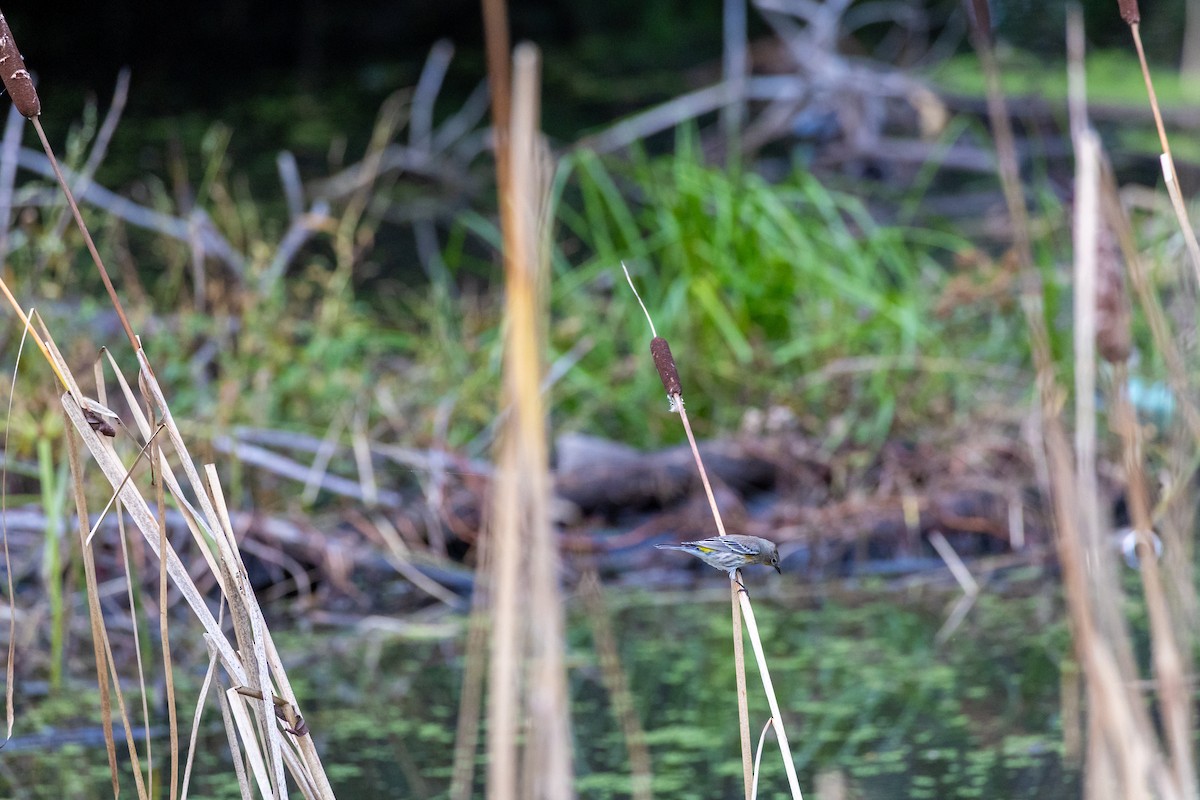 Yellow-rumped Warbler - ML647807130