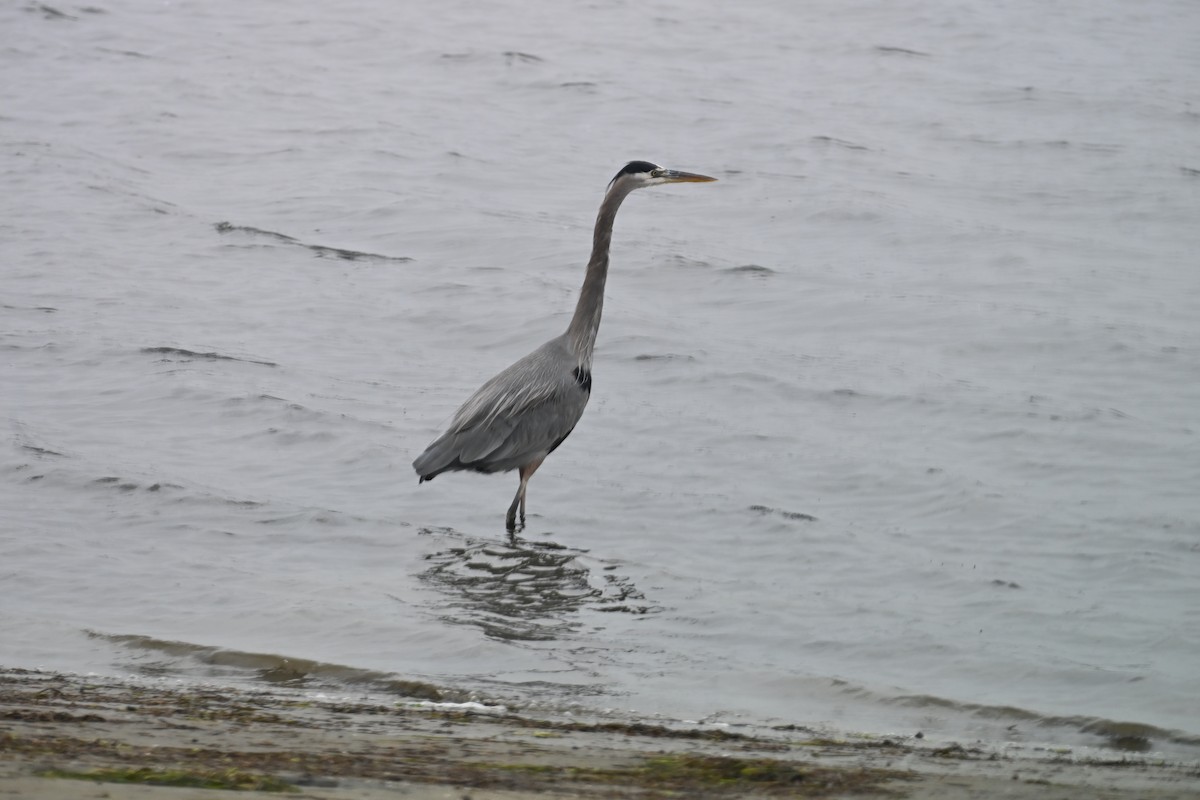 Great Blue Heron - ML647807133