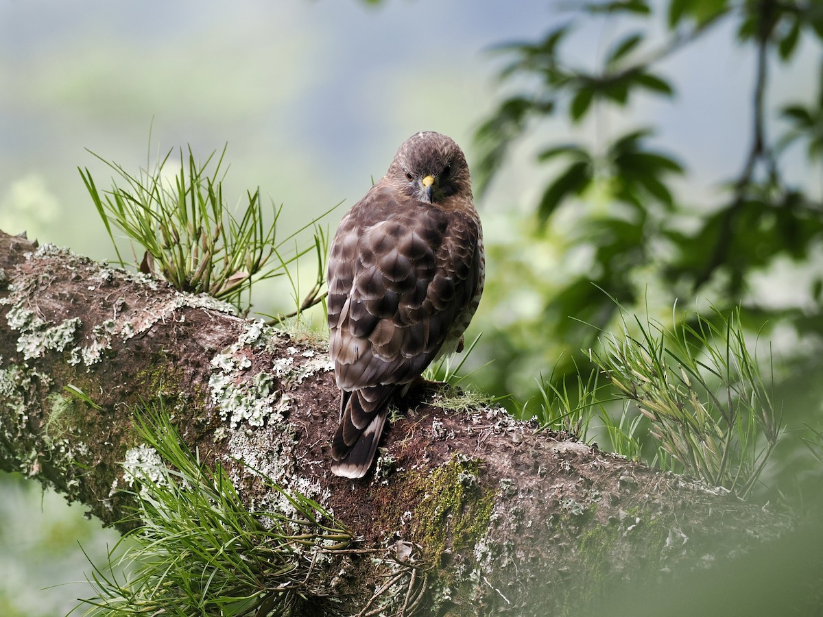 Broad-winged Hawk - ML647807134