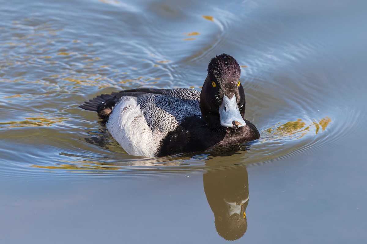 Lesser Scaup - ML647807135