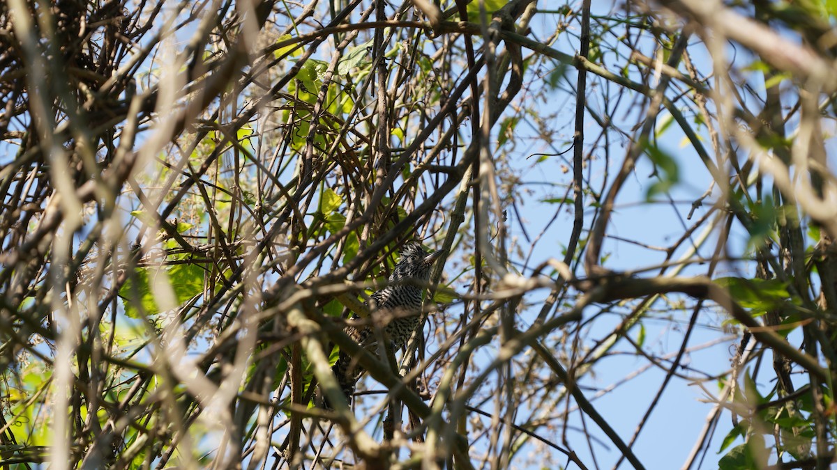Barred Antshrike - ML647807138