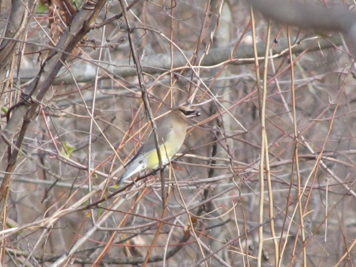 brkoslav americký - ML647807140