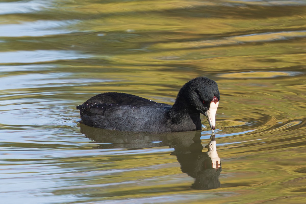 American Coot - ML647807149