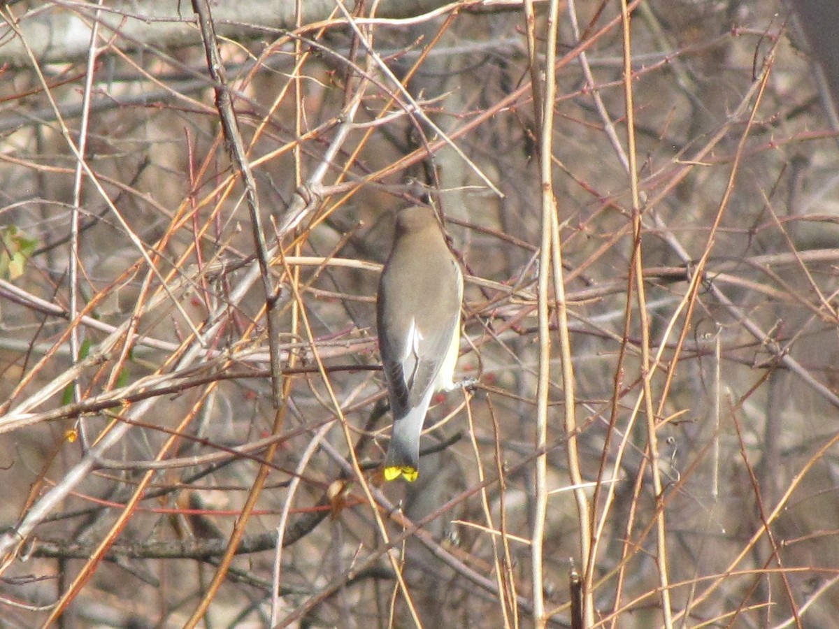 brkoslav americký - ML647807152