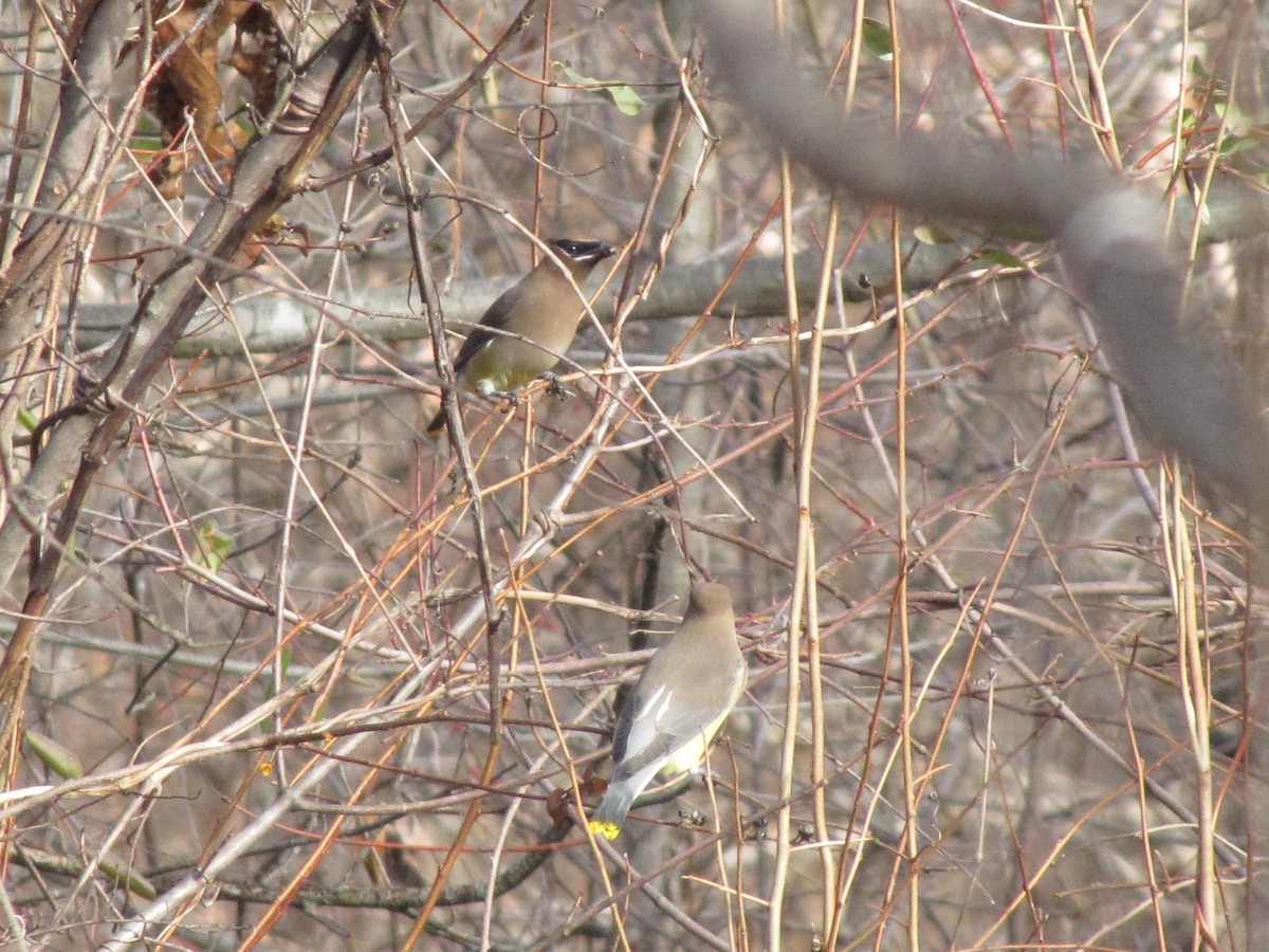 brkoslav americký - ML647807160