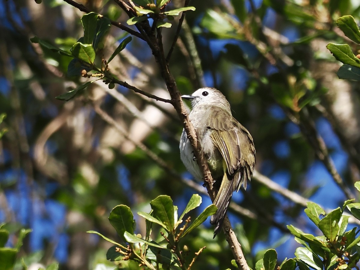 Pale-faced Bulbul - ML647807171