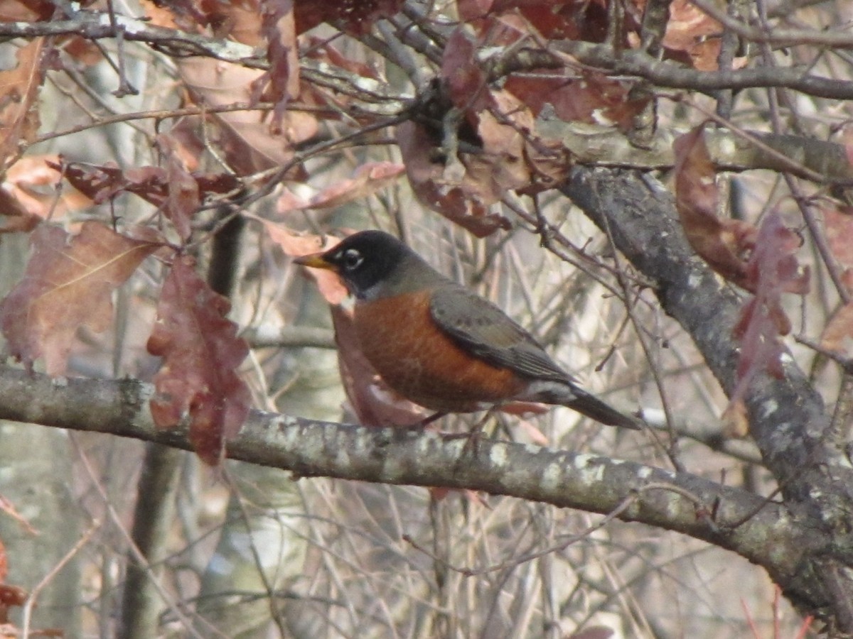 American Robin - ML647807191