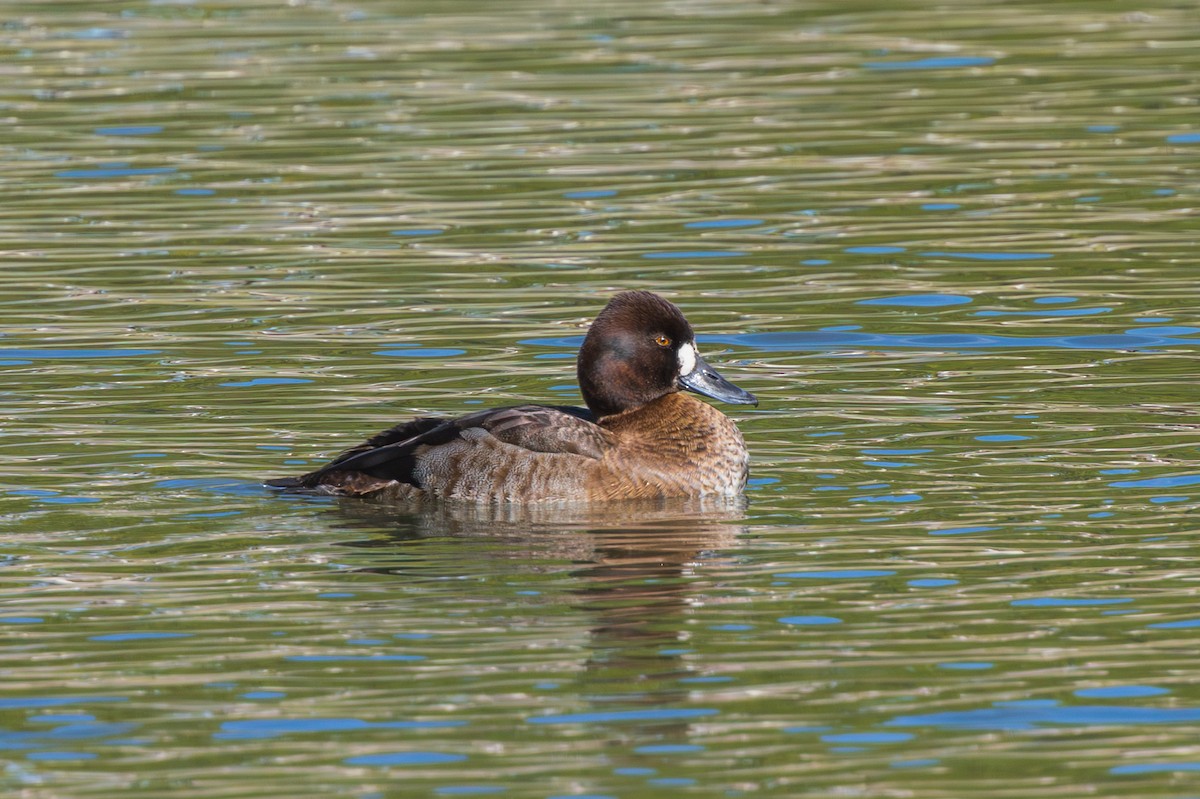 Lesser Scaup - ML647807192