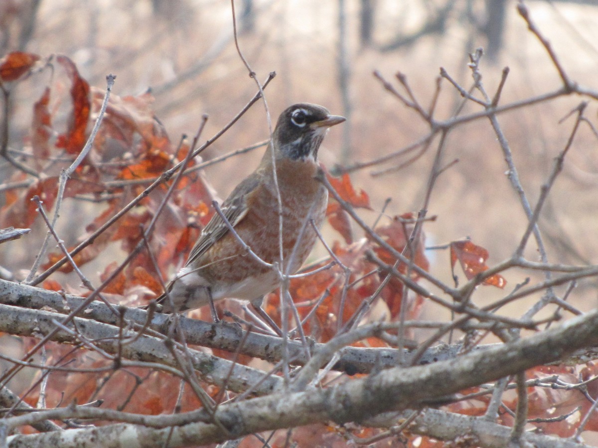 American Robin - ML647807201