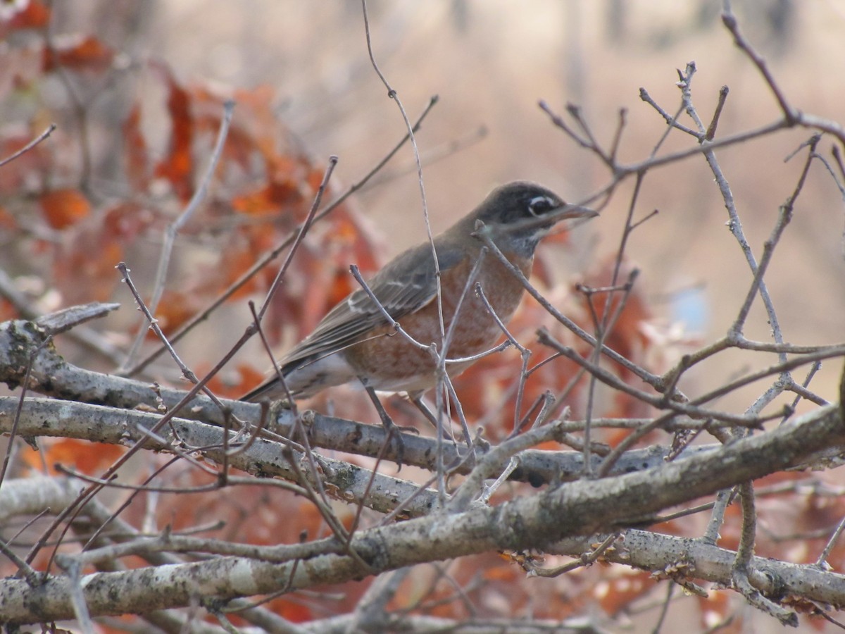 American Robin - ML647807204