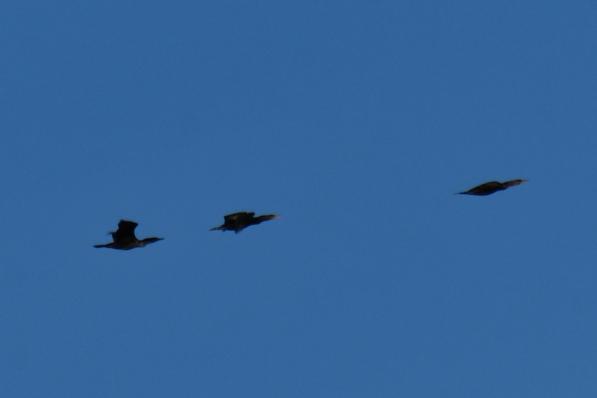 Double-crested Cormorant - ML647807259