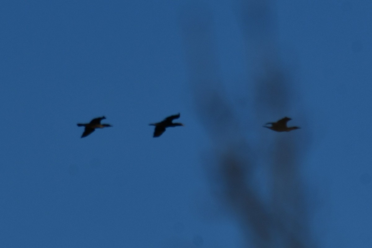 Double-crested Cormorant - ML647807260