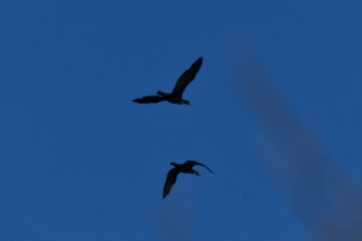 Double-crested Cormorant - ML647807261