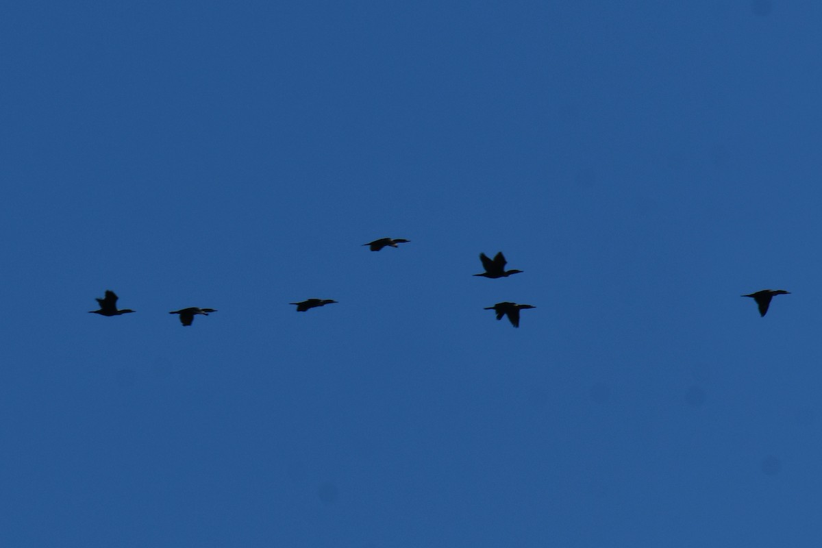 Double-crested Cormorant - ML647807262