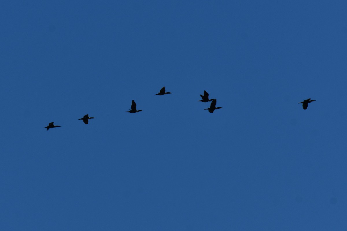 Double-crested Cormorant - ML647807263