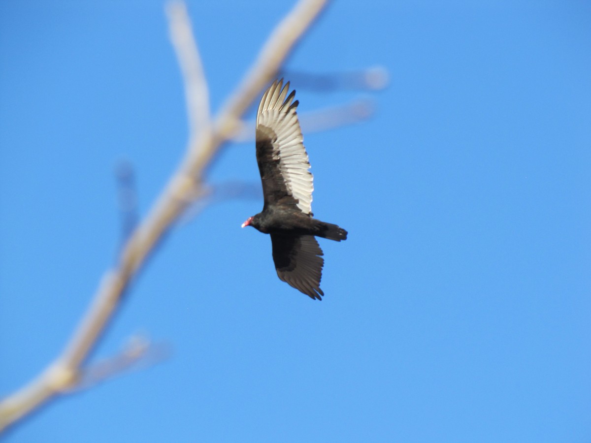Turkey Vulture - ML647807265